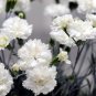 White Carnation Grenadin Dianthus caryophyllus - 50 Seeds