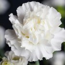 White Carnation Grenadin Dianthus caryophyllus - 50 Seeds