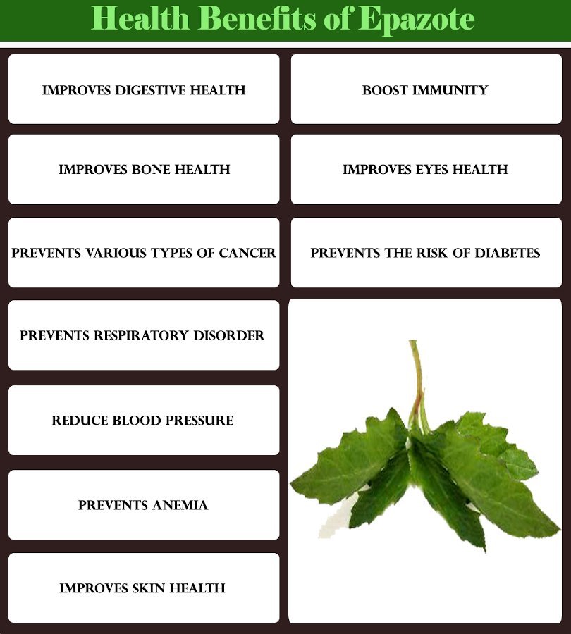 Epazote Dysphania Ambrosioides Hierba Medicinal - México - Foto 2