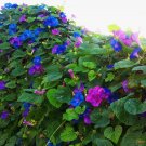 Blue Dawn Flower Perennial Morning Glory Ipomoea acuminata learii - Live Plant