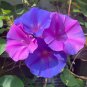 Blue Dawn Flower Perennial Morning Glory Ipomoea acuminata learii - Live Plant