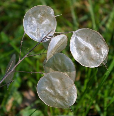Honesty Money Silver Dollar Plant Lunaria annua - 50 Seeds