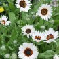 African Namaqualand Zulu Prince Daisy Venidium - 50 Seeds