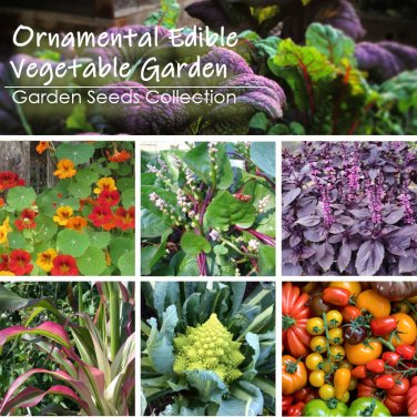 Ornamental Vegetables Organic Garden Seed Collection - 6 Varieties