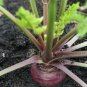 Heirloom Purple Dragon Carrot Organic Daucus Carota sativus - 50 Seeds