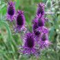 Native Purple Leavenworth's Eryngo Wildflower Eryngium leavenworthii - 20 Seeds
