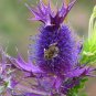 Native Purple Leavenworth's Eryngo Wildflower Eryngium leavenworthii - 20 Seeds