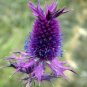 Native Purple Leavenworth's Eryngo Wildflower Eryngium leavenworthii - 20 Seeds