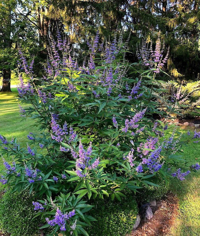 Blue Vitex Chasteberry Tree Vitex agnus-castus - 15 Seeds