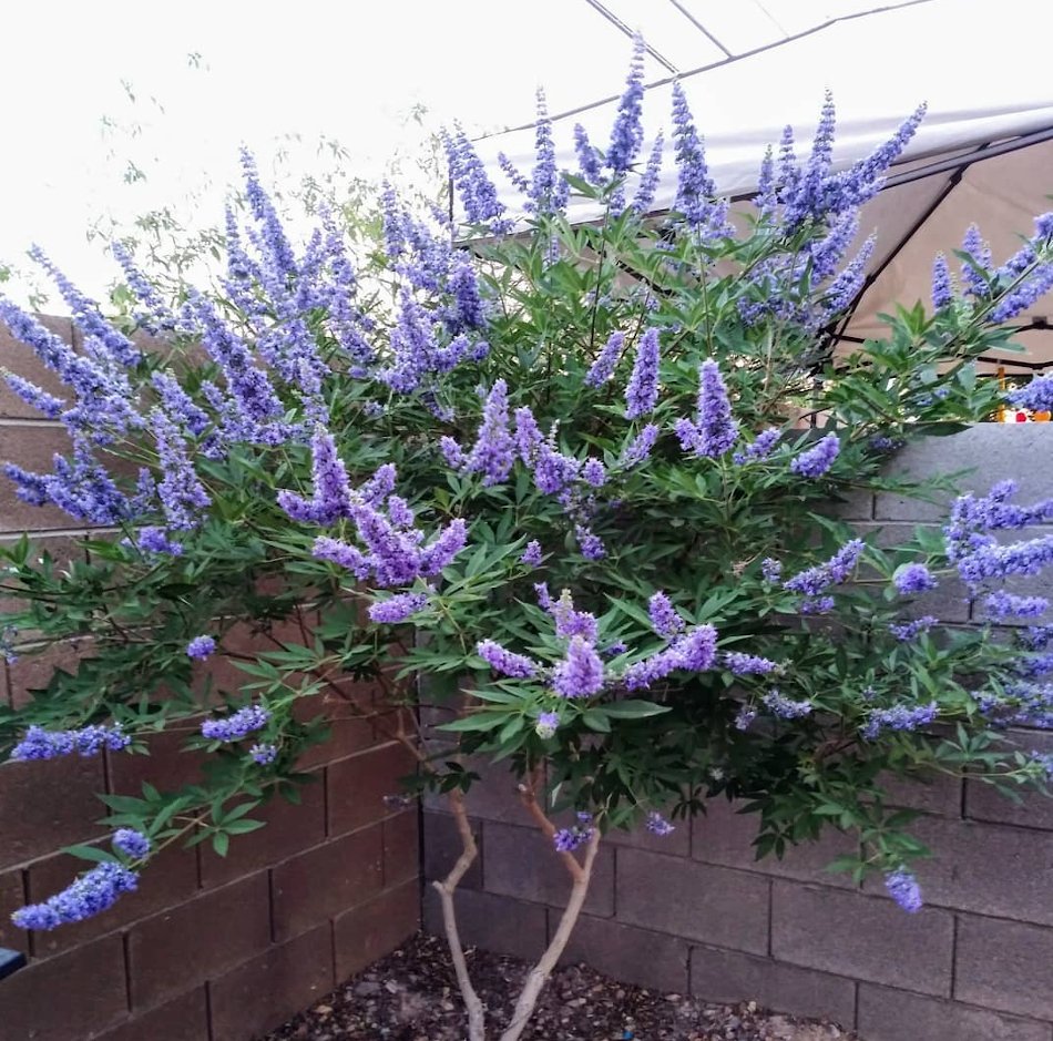 Blue Vitex Chasteberry Tree Vitex agnus-castus - 15 Seeds