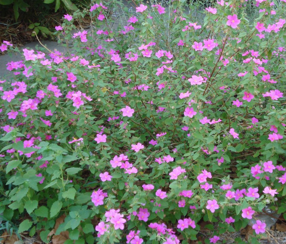 Mini Hibiscus Native Rock Rose Mallow Pavonia lasiopetala - 10 Seeds