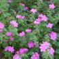 Mini Hibiscus Native Rockrose Mallow Pavonia lasiopetala - 10 Seeds