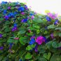 Cuttings! Blue Dawn Flower Perennial Morning Glory (seedless) Ipomoea indica - 5 Unrooted Cuttings