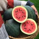 Heirloom Sugar Baby Ice Box Watermelon Citrullus lanatus - 25 Seeds