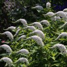 White Gooseneck Lady Jane Loosestrife Lysimachia clethroides - 25 Seeds
