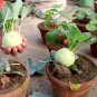 Heirloom Kohlrabi Sweet Gigante Brassica oleracea gongylodes - 50 Seeds