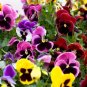 Heirloom Pansy Swiss Giant Organic Viola wittrockiana - 50 Seeds