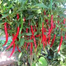 HOT! Cayenne Chili Pepper Long Red Slim Capsicum annuum - 30 Seeds