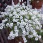 Fragrant Sweet Alyssum Carpet Of Snow Lobularia maritima - 200 Seeds