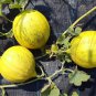 Melon Casaba Golden Beauty Cucumis melo - 25 Seeds