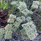 Native Wild Rugels Nailwort Sandsquares Paronychia rugelii - 40 Seeds