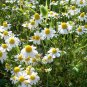 European Chamomile Herb Organic Matricaria recutita  - 1000 Seeds