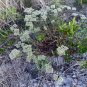 Native Wild Rugels Nailwort Sandsquares Paronychia rugelii - 40 Seeds