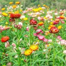 Heirloom Paper Daisy Strawflower Mix Helichrysum bracteatum - 100 Seeds