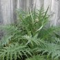 Perennial French Artichoke Green Cynara cardunculus scolymus - 50 Seeds