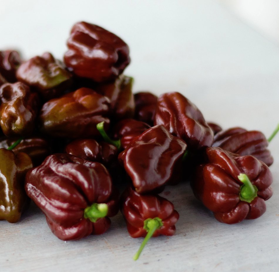 HOT! Heirloom Jamaican Chocolate Habanero Brown Chili Capsicum chinense