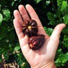 HOT! Heirloom Jamaican Chocolate Habanero Brown Chili Capsicum chinense - 30 Seeds