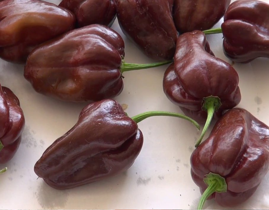 HOT! Rare Heirloom Jamaican Brown 'Chocolate Habanero' Chili Capsicum