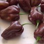 HOT! Rare Heirloom Jamaican Brown 'Chocolate Habanero' Chili Capsicum chinense - 30 Seeds
