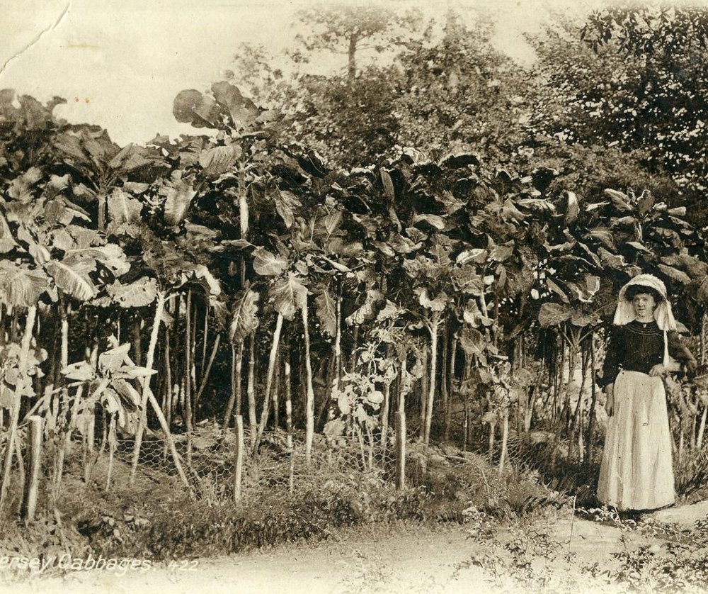 Rare Giant Walking Stick Kale Jersey Cabbage Brassica oleracea longata 20 Seeds