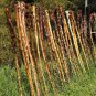 Rare Giant Walking Stick Kale Jersey Cabbage Brassica oleracea longata - 20 Seeds