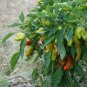 Greek Heirloom Peperone Peperoncini Capsicum annuum - 30 Seeds