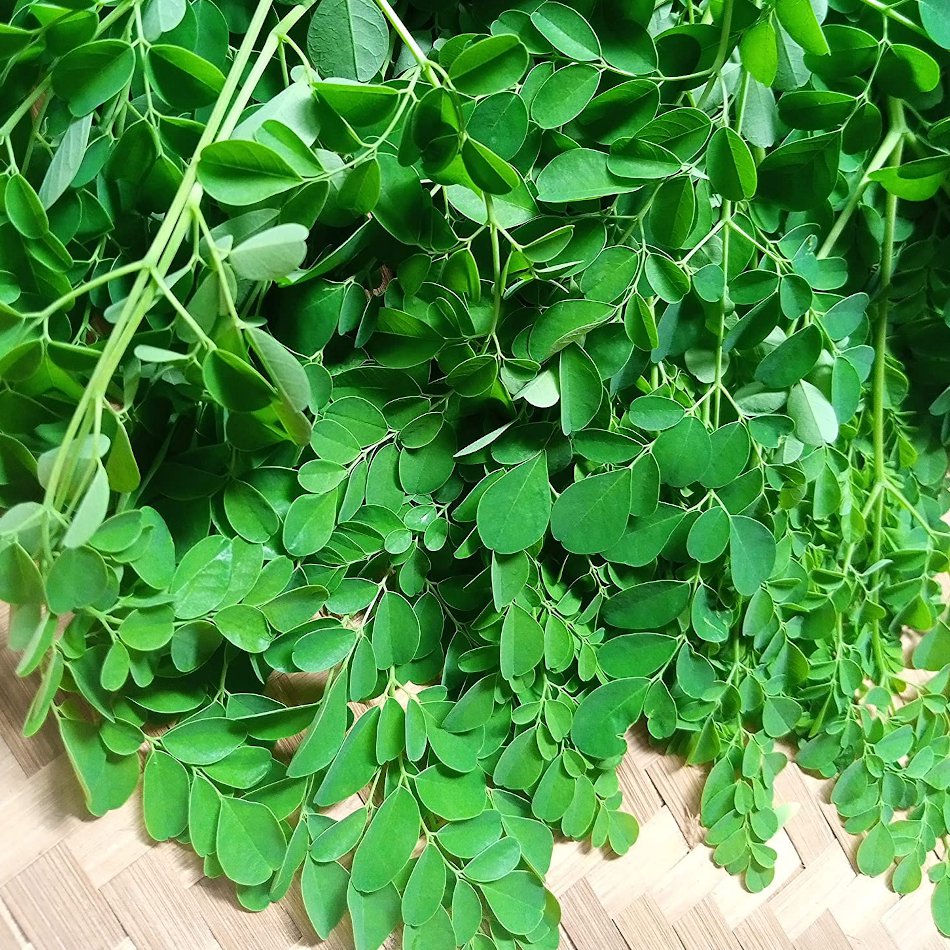 Drumstick Tree Of Life Malunggay Organic Moringa Oleifera 10 Seeds 0053