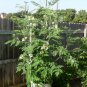 Organic Moringa Herb Tree of Life Drumstick Tree Moringa Oleifera - 10 Seeds
