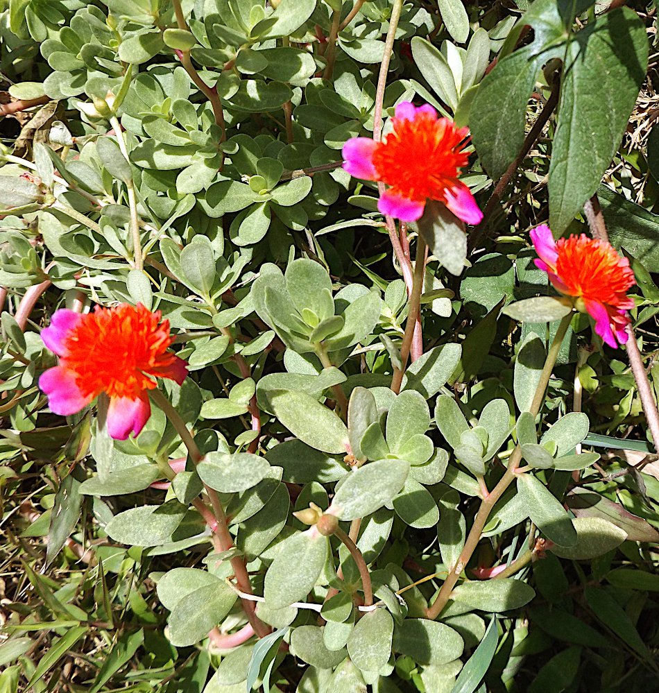 Red Magenta Flowering Double Purslane Cinderella Portulaca Live Plant