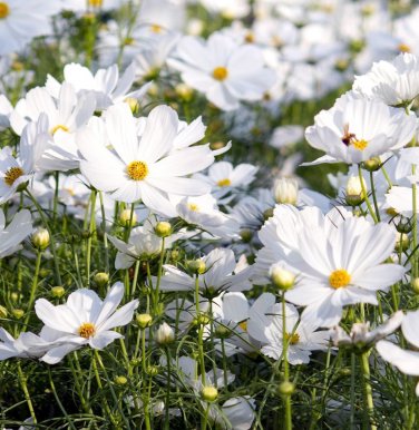 Beautiful White Cosmos Purity Cosmos bipinnatus - 150 Seeds