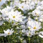 Beautiful White Cosmos Purity Cosmos bipinnatus - 150 Seeds