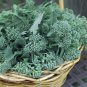 Rare Piracicaba Brazilian Broccoli Organic Brassica oleracea - 50 Seeds