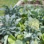 Rare Piracicaba Brazilian Broccoli Organic Brassica oleracea - 50 Seeds