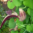 Bizzare Gaping Dutchman's Pipevine Aristolochia ringens - 15 Seeds
