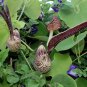 Gaping Dutchman's Pipevine Aristolochia Ringens - 15 Seeds