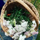 Native White Yarrow Medicinal Herb Milfoil Organic Achillea millefolium - 500 Seeds
