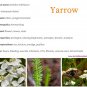 Native White Yarrow Medicinal Herb Milfoil Organic Achillea millefolium - 500 Seeds