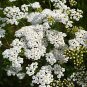 Native White Yarrow Medicinal Herb Milfoil Organic Achillea millefolium - 500 Seeds