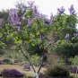 Royal Empress Tree Worlds Fastest Growing Tree Paulownia tomentosa - 50 Seeds
