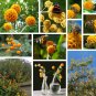 Rare Chilean Orange Ball Buddleja globosa  - 25 Seeds
